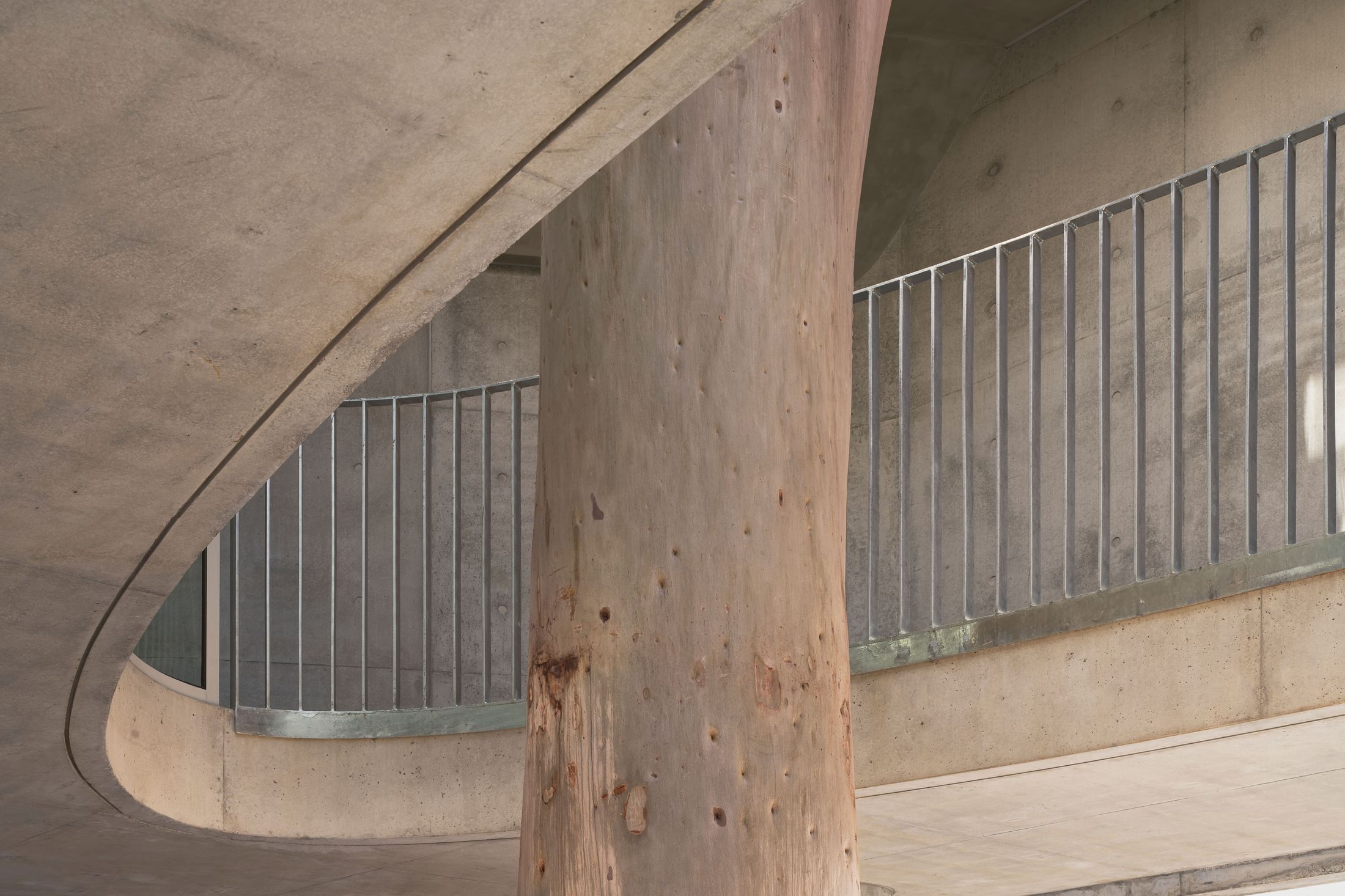 The elliptical void around the tree